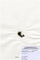 藏品(環節藻)的圖片